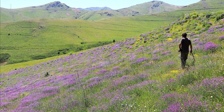 Bayburt’un zirvelerinde endemik bitkilerin izini sürüyor