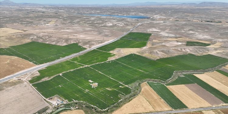 Sivas'ta patateste 445 bin ton rekolte bekleniyor