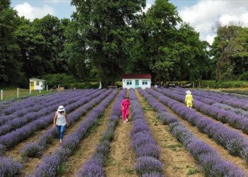 Kadın girişimcilerin kurduğu lavanta tarlaları Sinop turizmine renk katacak