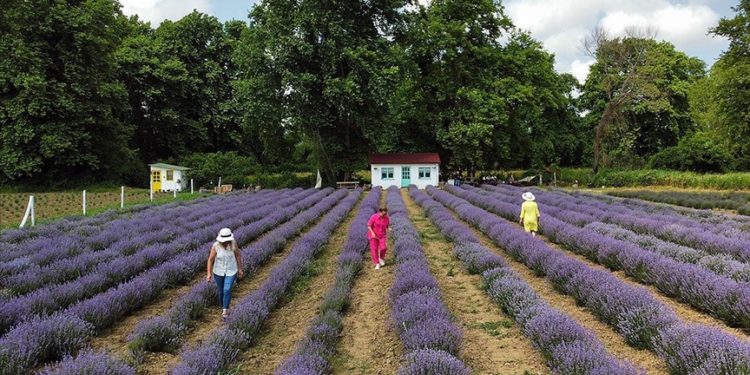 Kadın girişimcilerin kurduğu lavanta tarlaları Sinop turizmine renk katacak