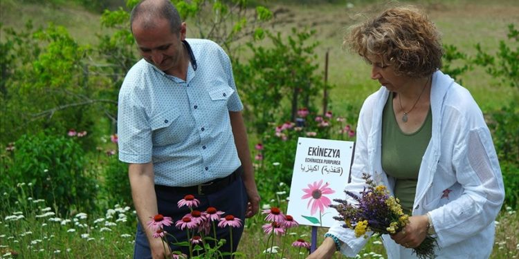 Bursalı doktorun Nilüfer’deki 10 dönümlük tıbbi aromatik bahçesi doğaseverleri ağırlıyor