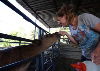 İngiliz gelin, aşkı için yerleştiği Aydın’da hayvancılığa başladı