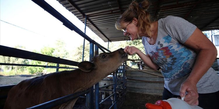 İngiliz gelin, aşkı için yerleştiği Aydın’da hayvancılığa başladı