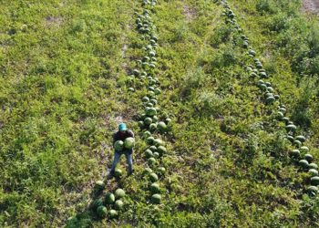 Tescilli Osmaneli karpuzunda 200 bin ton rekolte bekleniyor