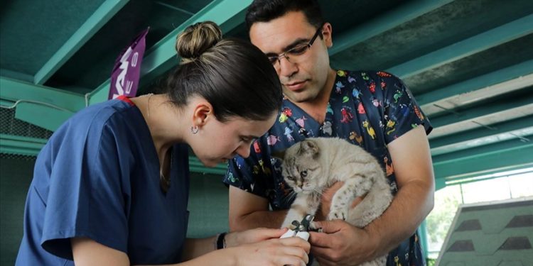 Kayseri'deki "Kedi Kasabası"nda kedilere haftanın iki günü özel bakım yapılıyor