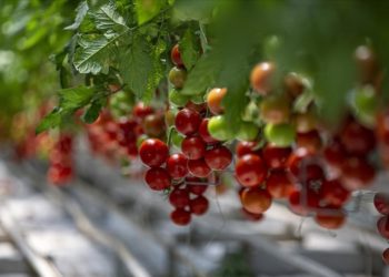 Jeotermal kaynakla üretilen domatesler Türkiye’nin dört bir yanına pazarlanıyor