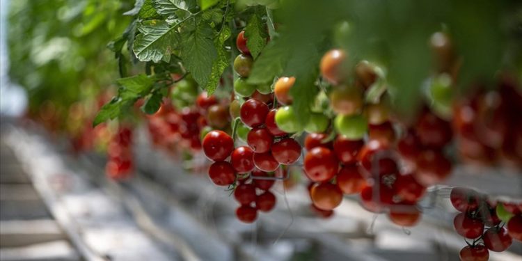 Jeotermal kaynakla üretilen domatesler Türkiye’nin dört bir yanına pazarlanıyor