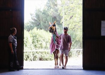 Hasta ve yaralı yarış atları, sağlık ekibinin uyguladığı tedaviyle pistlere dönüyor