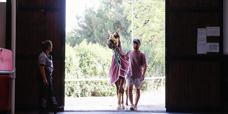 Hasta ve yaralı yarış atları, sağlık ekibinin uyguladığı tedaviyle pistlere dönüyor