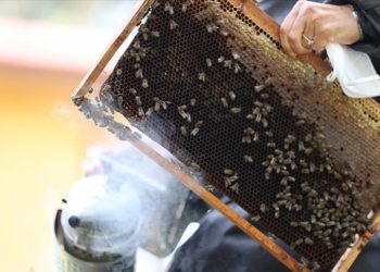 İklim değişikliği ve olumsuz hava koşulları kestane balında rekolteyi düşürdü