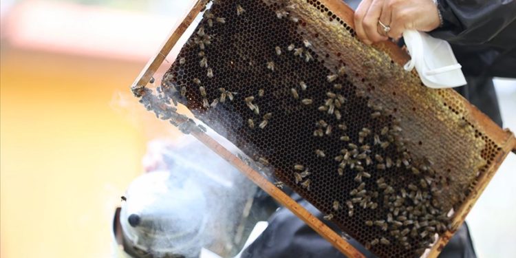 İklim değişikliği ve olumsuz hava koşulları kestane balında rekolteyi düşürdü