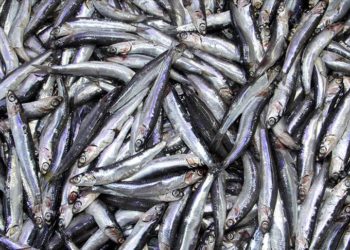 Sinop'ta ağustos ayında tezgahta hamsi satışı