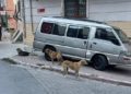 Esenyurt'ta sahipsiz köpekler mahalle sakinlerini korkutuyor