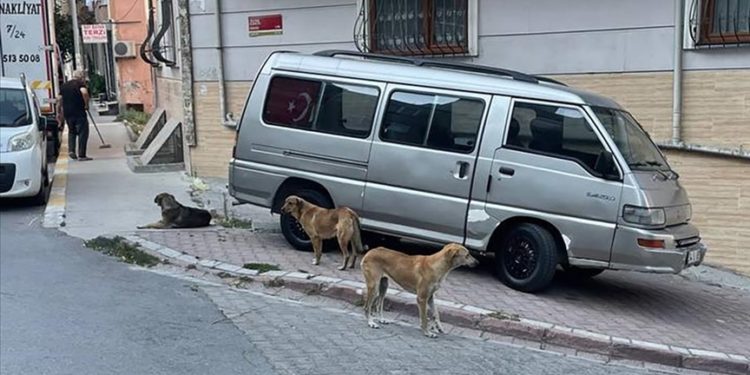 Esenyurt'ta sahipsiz köpekler mahalle sakinlerini korkutuyor