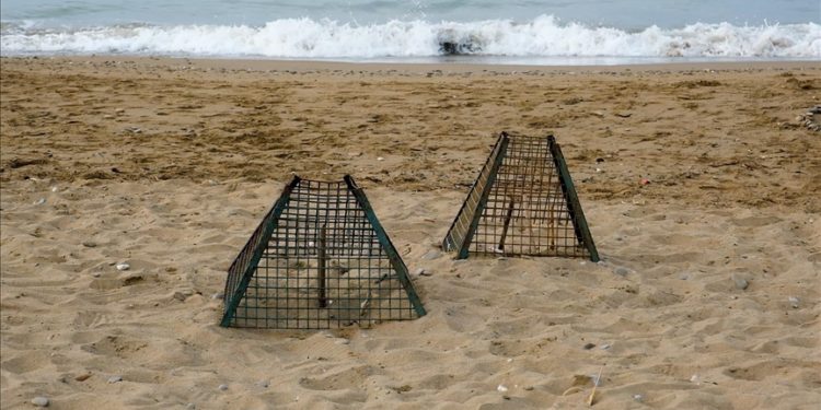 Deniz kaplumbağaları için kafesleme yöntemiyle yapılan yuva sayısı 2 bin 551’e ulaştı