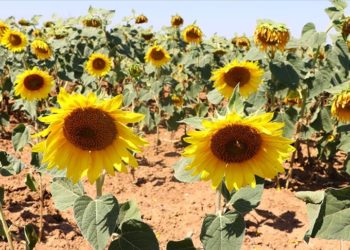 Tekirdağ'da aşırı sıcakların ayçiçeğinde rekolteyi düşürmesi bekleniyor