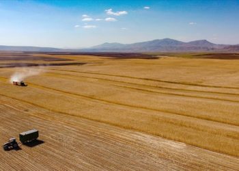 Van'da çiftçiler buğday hasadına başladı