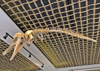 Mersin’de gömülen deniz canlılarının iskeletleri müzede sergilenecek
