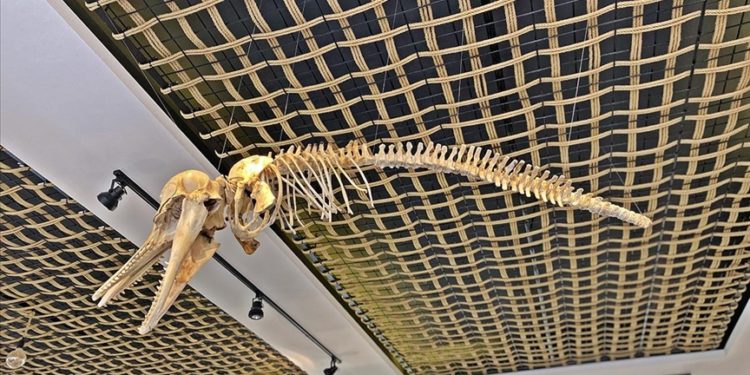 Mersin’de gömülen deniz canlılarının iskeletleri müzede sergilenecek