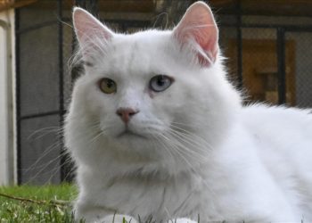 Ankara kedisi “Seymen” yeni yuvası Ayasofya-i Kebir Camii’nde