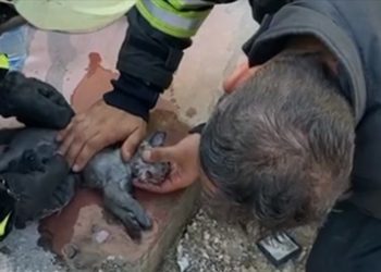 Konya'da itfaiye ekipleri yangından kurtardığı yavru kediyi suni teneffüsle hayata döndürdü