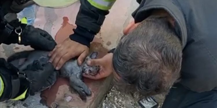 Konya'da itfaiye ekipleri yangından kurtardığı yavru kediyi suni teneffüsle hayata döndürdü