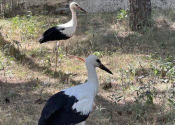 Göç yolunda yaralanan 15 leylek Çorum'da tedavi edildi