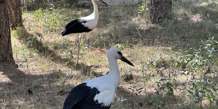 Göç yolunda yaralanan 15 leylek Çorum'da tedavi edildi