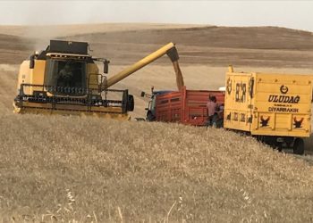 Diyarbakır’da buğday verimi uzun yıllar ortalamasına göre dekarda yüzde 23 arttı