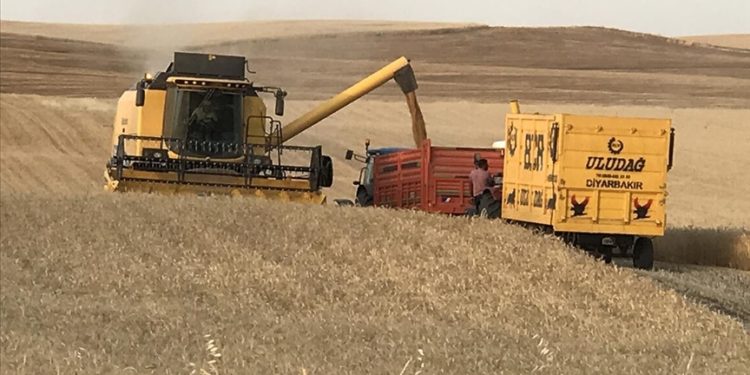 Diyarbakır’da buğday verimi uzun yıllar ortalamasına göre dekarda yüzde 23 arttı