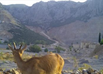 Antalya'da "can suyu havuzları"ndan su içen yaban hayvanları fotokapanla görüntülendi