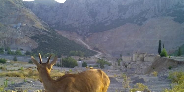 Antalya'da "can suyu havuzları"ndan su içen yaban hayvanları fotokapanla görüntülendi