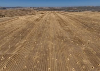 Sivas'ta hasadına başlanan tritikalede yüksek rekolte bekleniyor