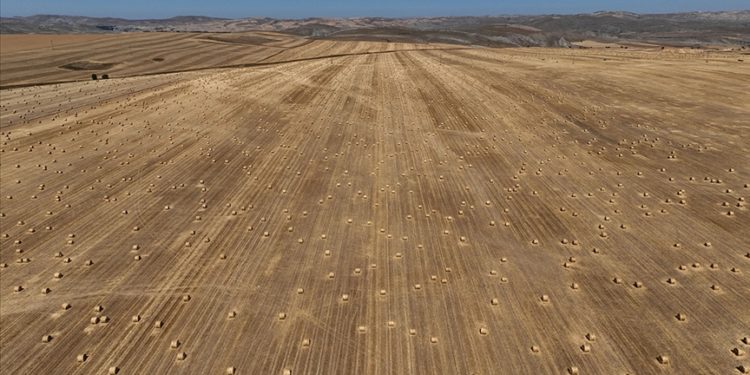 Sivas'ta hasadına başlanan tritikalede yüksek rekolte bekleniyor