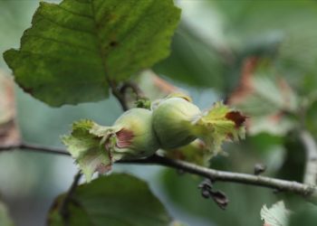 Karadeniz’de fındık hasadı başladı