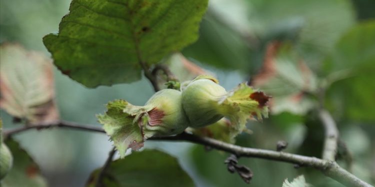 Karadeniz’de fındık hasadı başladı