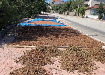 Düzce'de bazı üreticiler topladıkları fındığı yol kenarı ve kaldırımlarda kurutuyor