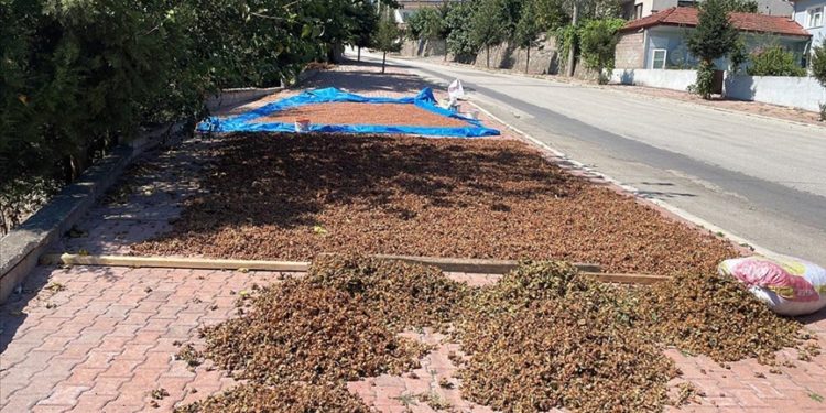 Düzce'de bazı üreticiler topladıkları fındığı yol kenarı ve kaldırımlarda kurutuyor
