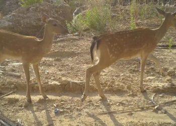 Manavgat yangınından kurtulan alageyik ile yavrusu fotokapanla görüntülendi