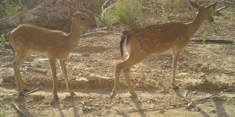 Manavgat yangınından kurtulan alageyik ile yavrusu fotokapanla görüntülendi