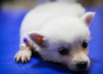 OMÜ Hayvan Hastanesi’nde 6 ayda yaklaşık 18 bin hayvan tedavi edildi