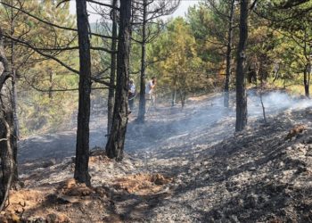 Bilecik'te orman yangını çıktı