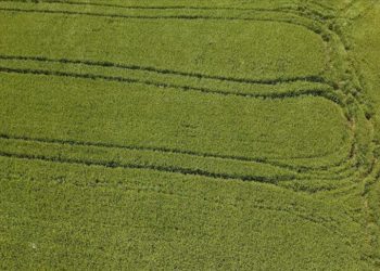 Ayçiçeğini olumsuz etkileyen kuraklık üreticiyi çeltikte de endişelendiriyor
