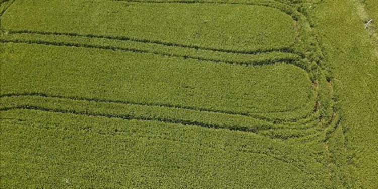 Ayçiçeğini olumsuz etkileyen kuraklık üreticiyi çeltikte de endişelendiriyor