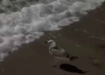 Tekirdağ'da ayağına misina dolanan martıyı vatandaşlar kurtardı