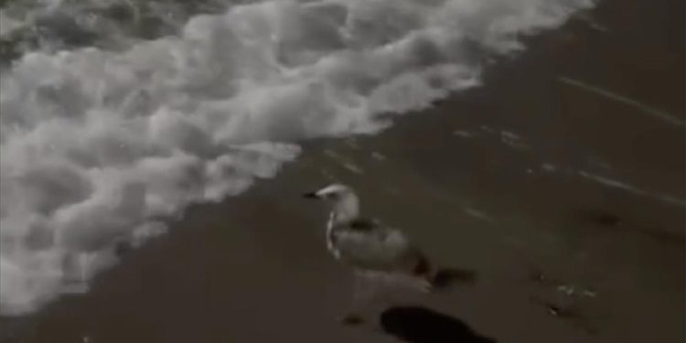 Tekirdağ'da ayağına misina dolanan martıyı vatandaşlar kurtardı