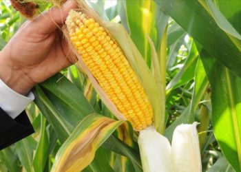 TMO mısır alımlarına başlıyor