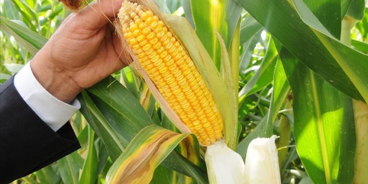 TMO mısır alımlarına başlıyor