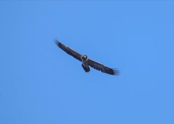 Girit Adası'nda akbabalar susuzluk nedeniyle ölmeye başladı