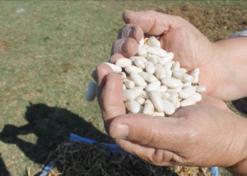 Manyas Kazak fasulyesi coğrafi işaret olarak tescil edildi